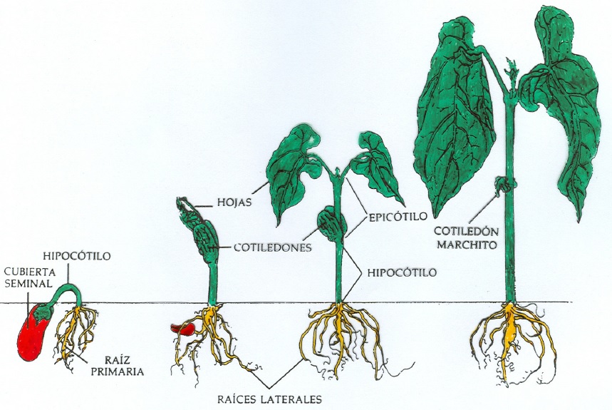 Resultado de imagen de semilla hipocotilo